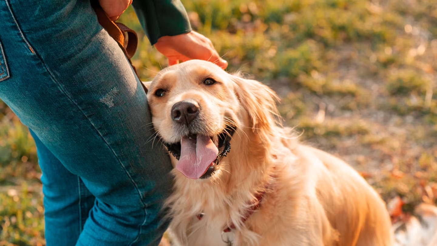 Qué aporta convivir con un perro durante la universidad